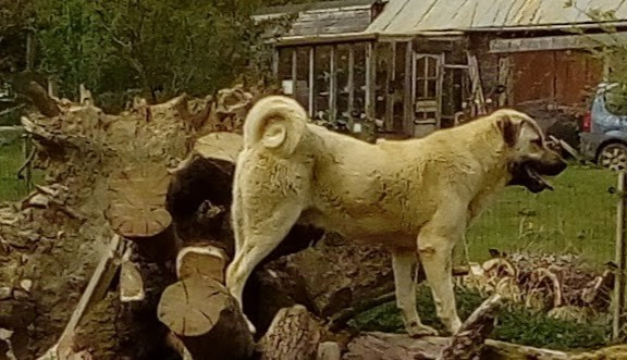 V'aslan wolf's land serbia