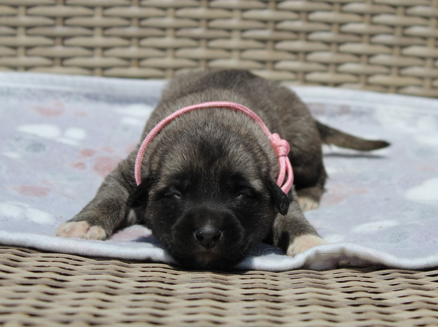 Gary Duchesne - Chiots disponibles - Berger Kangal