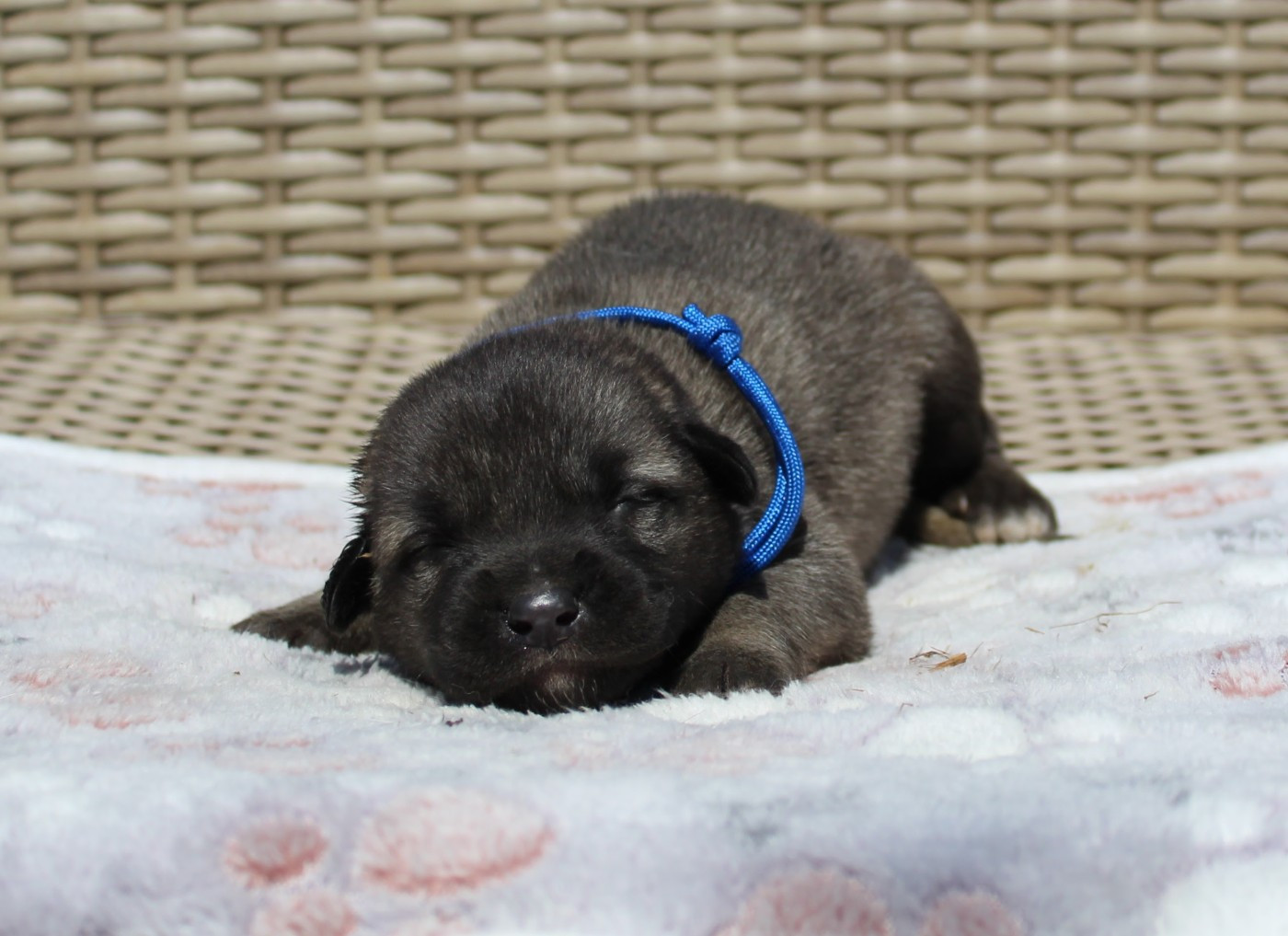 Gary Duchesne - Chiots disponibles - Berger Kangal