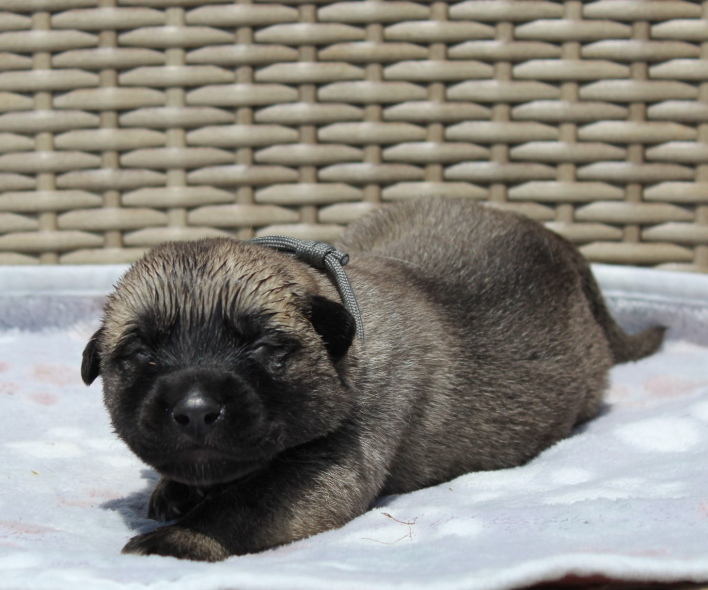 Gary Duchesne - Chiots disponibles - Berger Kangal