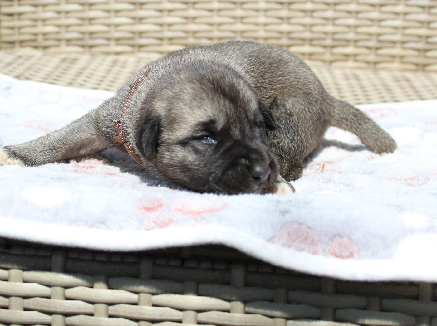 Gary Duchesne - Chiots disponibles - Berger Kangal