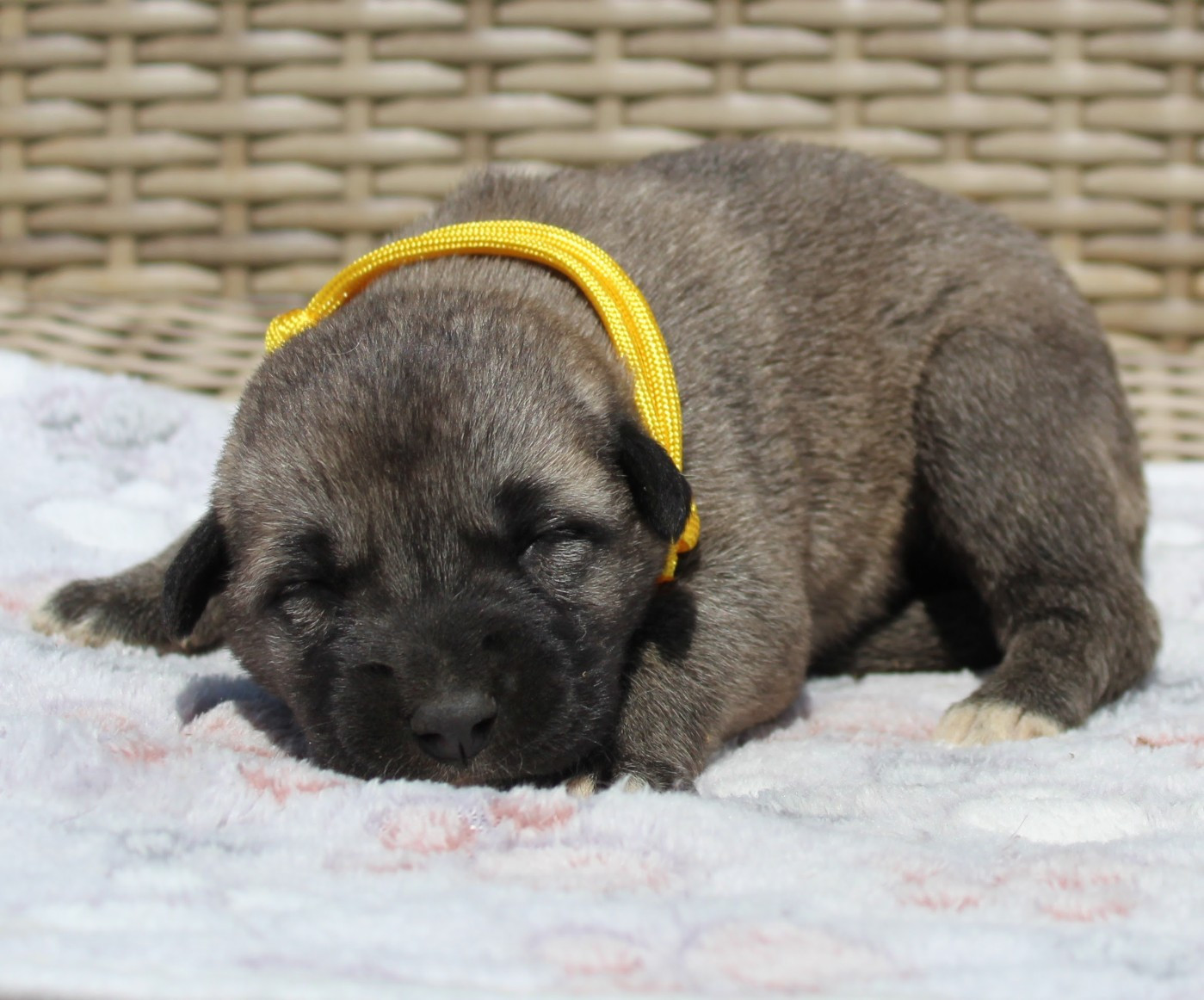 Gary Duchesne - Chiots disponibles - Berger Kangal