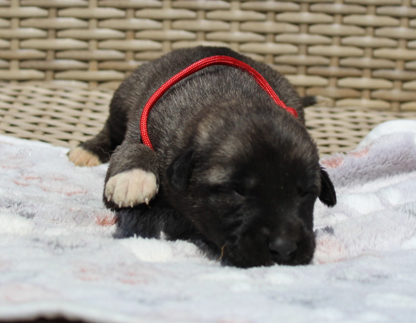 Gary Duchesne - Chiots disponibles - Berger Kangal