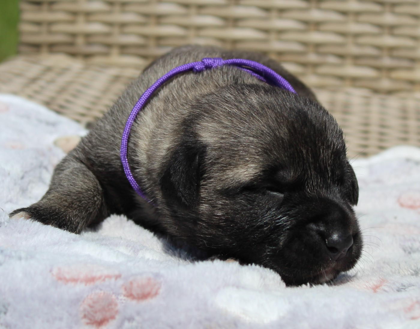 Gary Duchesne - Chiots disponibles - Berger Kangal
