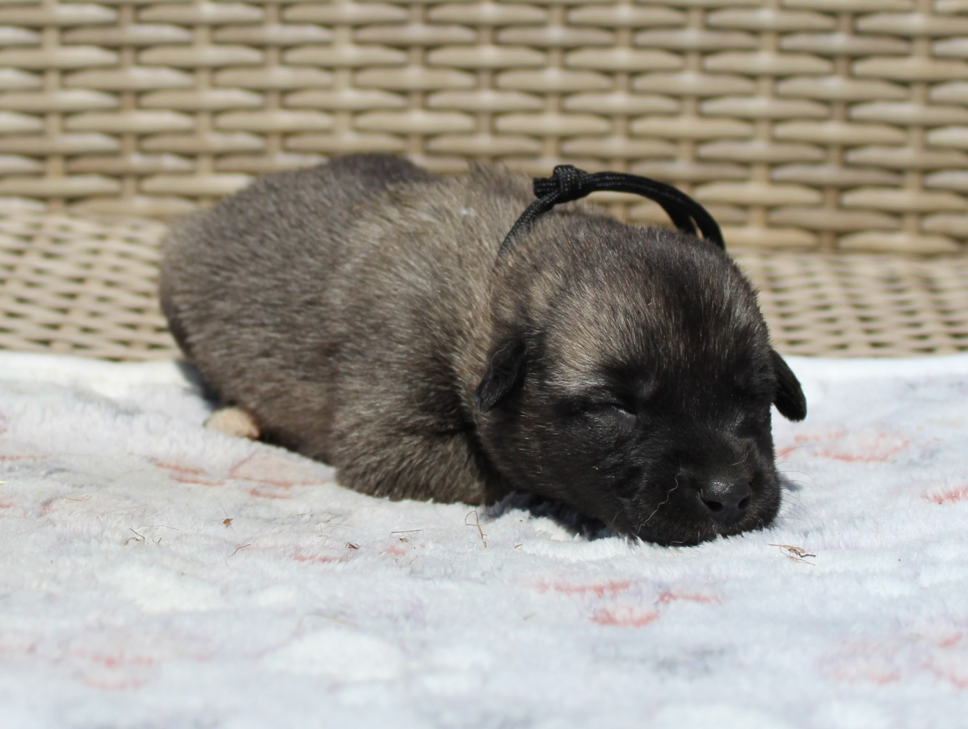 Gary Duchesne - Chiots disponibles - Berger Kangal