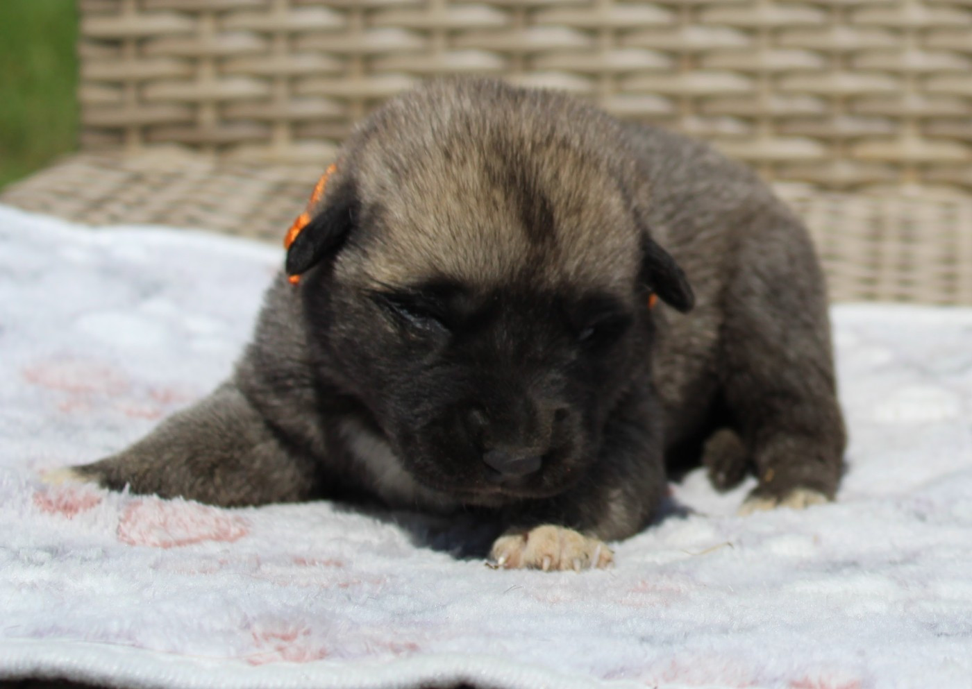 Gary Duchesne - Chiots disponibles - Berger Kangal