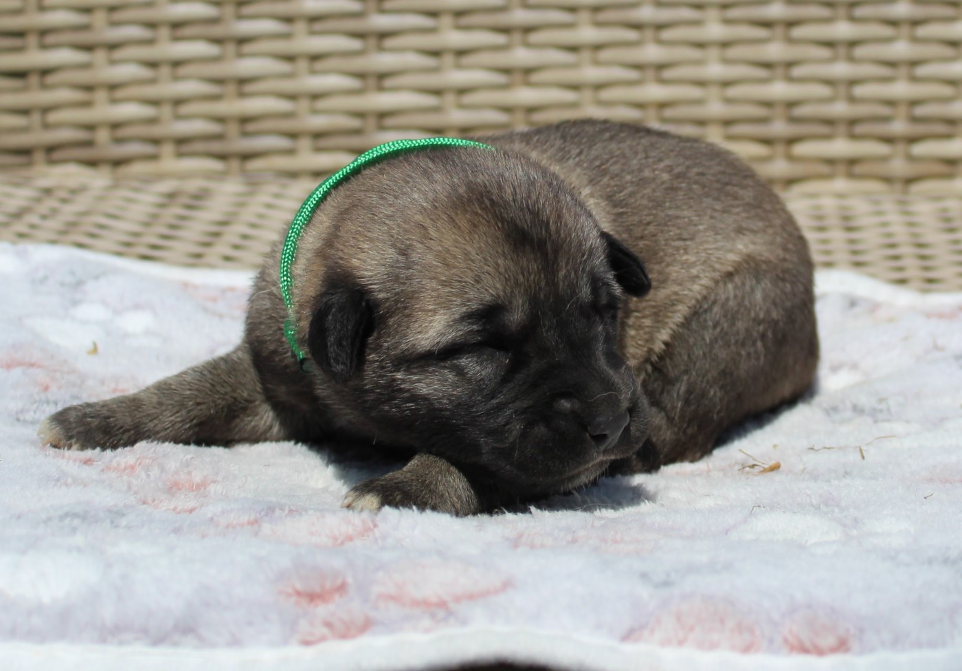 Gary Duchesne - Chiots disponibles - Berger Kangal